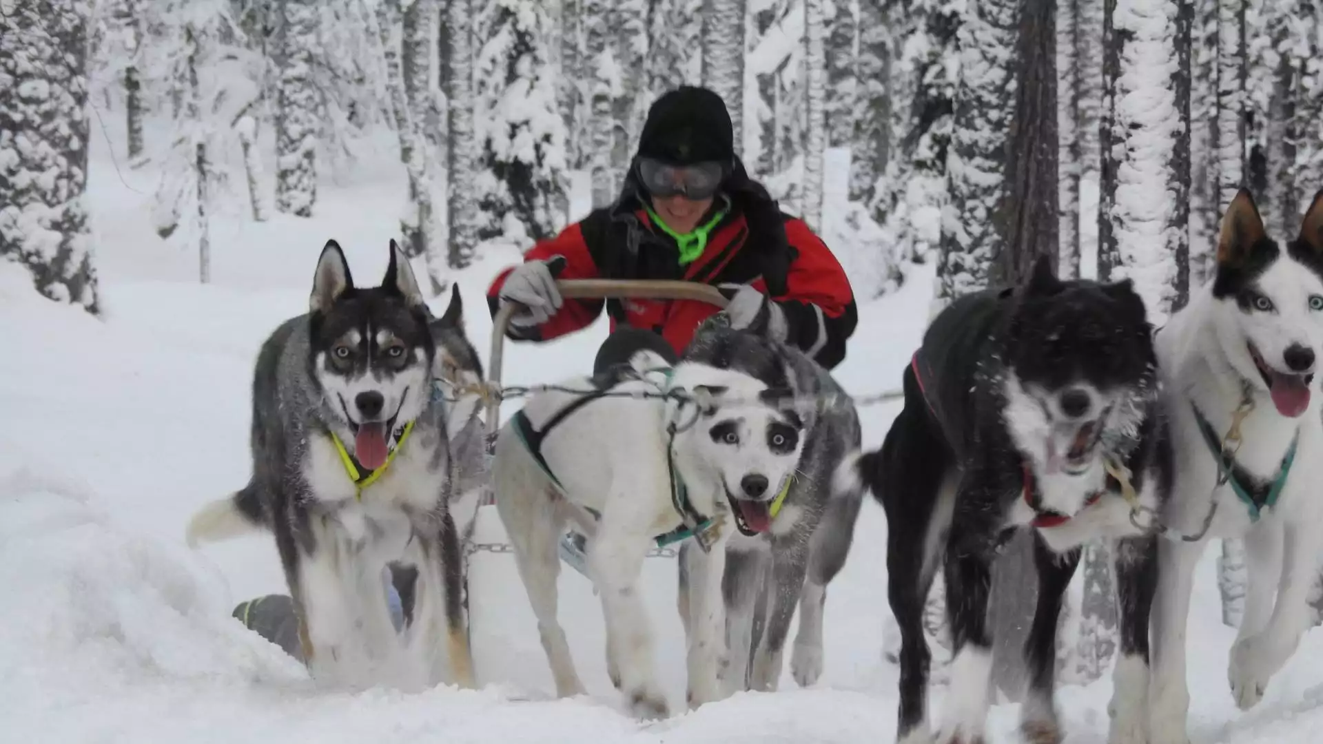 Laatste volle dag in Lapland